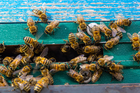 A lot of bees returning to bee hive and entering beehive with collected floral nectar and flower...