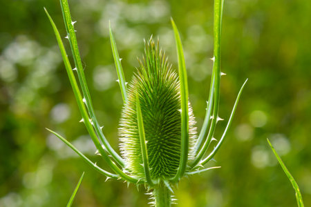 Dipsacus fullonum, wild teasel flowers in garden macro selective focus.