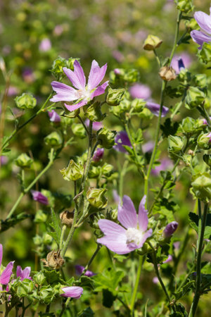 Malva thuringiaca Lavatera thuringiaca, the garden tree-mallow, is a species of flowering plant in...