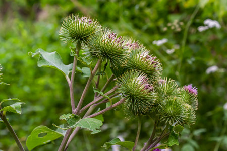 Pink flowers of prickles of a burdock. medical plant. Herbal. Weed growing everywhere. Blossoming burdocks.の写真素材