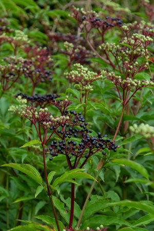 Sambucus ebulus is a poisonous perennial herb. It can also be used as a medicinal plant.