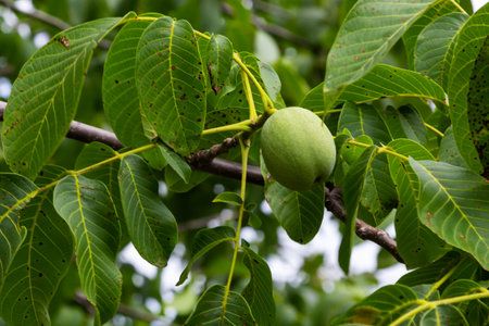 Green walnuts growing on a tree, close up.の写真素材
