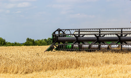 Combine harvester harvests ripe wheat. Ripe ears of gold field on the cloudy sky background. . Concept of a rich harvest. agriculture image.の写真素材