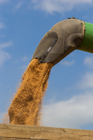 Harvester unloading wheat on the background of the sky with clouds. close up.の写真素材