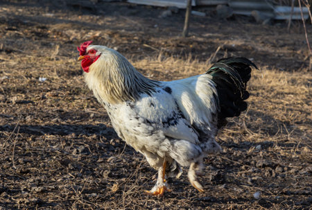 Red hen on farm. homemade poultry. Chicken in a traditional poultry farm. Chickens pecking grain on poultry yard.の写真素材