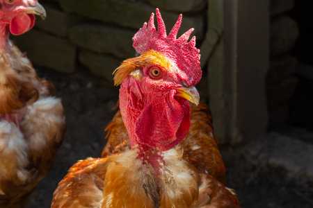 Red hen on farm. homemade poultry. Chicken in a traditional poultry farm. Chickens pecking grain on...