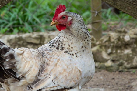 Red hen on farm. homemade poultry. Chicken in a traditional poultry farm. Chickens pecking grain on...