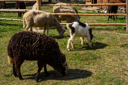 The sheep are pasturing on the farm, care of household pets. Warm summer and hard agrarian work in provinces .の写真素材