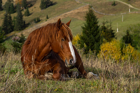 Horses graze near the mountain in the pasture in the autumn.の写真素材