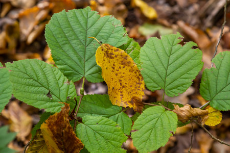 Bright green common hazel leaves on delicate branches beautifully backlit in a woodland.