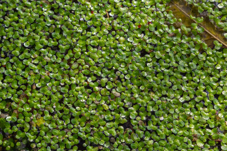 Duckweed, Natural Green Duckweed on The water for background or texture.