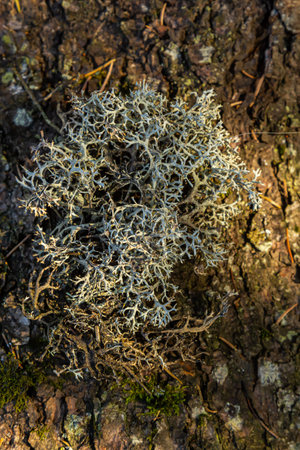 A close-up view of the Cladonia rangiferina, also known as reindeer lichen.の写真素材