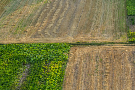 Agricultural Rolling Spring Autumn Landscape. Natural Landscape In Brown And Yellow Color. Waved Cultivated Row Field And Tree. Striped Undulating Unreal Abstract Plowed Field.の写真素材