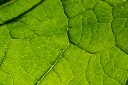 Abstract leaves green texture for background. Natural environment, ecological concept.