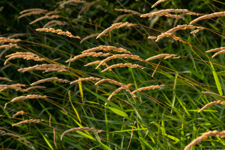 Anthoxanthum odoratum golden spikelets in a summer field August.