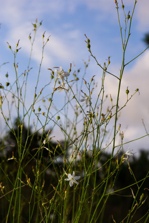Anthericum ramosum, known as branched St Bernard's-lily, white flower, herbaceous perennial plant, blurred dark green background, selective focus.の写真素材