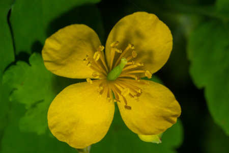Greater Celandine, yellow wild flowers, close up. Chelidonium majus is poisonous, flowering,...