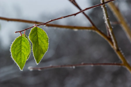 Autumn yellow leaf on a branch in frost needles. Morning frost. Rome. late fall.の写真素材