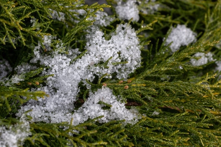 beautiful snow-covered green thuja branches. Green plant winter background.の写真素材