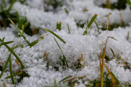 Green grass under first white snow background, pattern texture for use in print design.