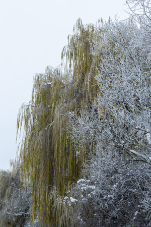 Weeping willow bombarded with ice fog. Frost on tree branches in frosty weather.