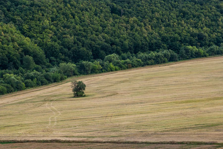Agricultural Rolling Spring Autumn Landscape. Natural Landscape In Brown And Yellow Color. Waved...
