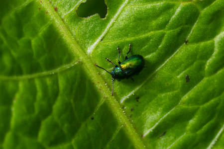 Colorful Dogbane Leaf Beetle Chrysochus auratus on big green leaf.の写真素材