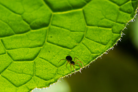 macro shot of a spider hiding under a green leaf.の写真素材