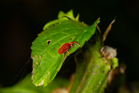 Close up macro Red velvet mite or Trombidiidae in natural environment.の写真素材
