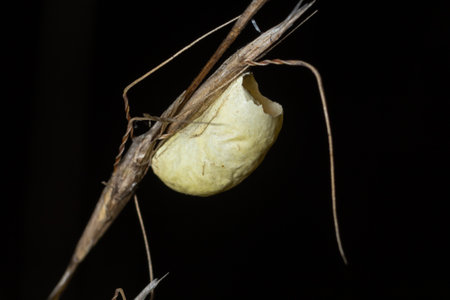 A brown blade of grass with an insect cocoon in a flower meadow on a typical November day.の写真素材