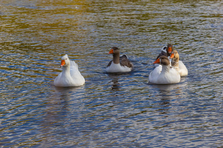 Domestic geese swim in the river. A flock of domestic geese on the river on a hot sunny summer day.の写真素材