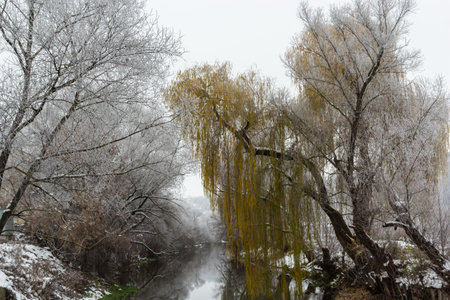 winter landscape Snow-covered trees near the river. A glowy winter day.の写真素材