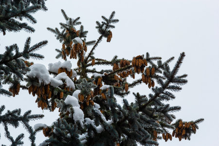 Spruce branch with small green needles under fluffy fresh white snow close-up.