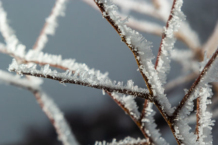 Frost on a branch, white frost crystals on a branch. Frosty foggy morning in winter, frosty weather.の写真素材