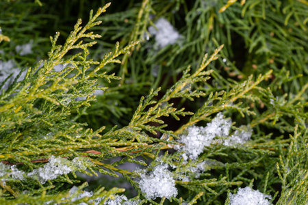 beautiful snow-covered green thuja branches. Green plant winter background.