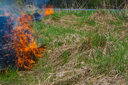 Burning old dry grass in garden. Flaming dry grass on a field. forest fire. Stubble field is burned by farmer. Fire in the Field.の写真素材