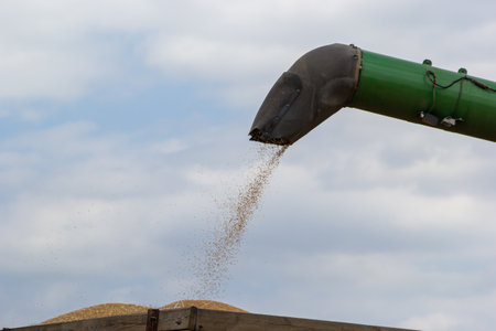 Harvester unloading wheat on the background of the sky with clouds. close up.の写真素材