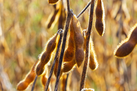 Soybean fields. Ripe golden-yellow soybean pods at sunset. Soybean field in the golden glow. Blurred background, shallow depth of field The concept of a good harvest. macro.の写真素材