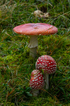 Red Wild Amanita Muscaria Mushroom. A red Amanita Muscaria mushroom growing in the wild.の写真素材