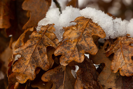 First snow covered autumn colored leaves in tree, tree brand with yellow leaves under snow. autumn leaves under snow. Snow-covered oak leaves in winter forest.の写真素材