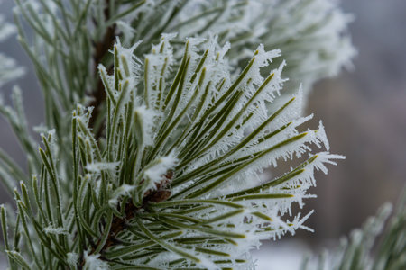 Snow-covered pine trees covered with snow frost. Perfect winter wallpapers magical nature...
