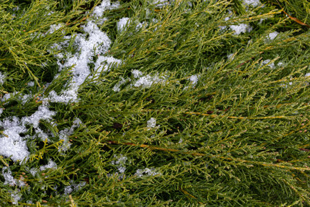 beautiful snow-covered green thuja branches. Green plant winter background.の写真素材