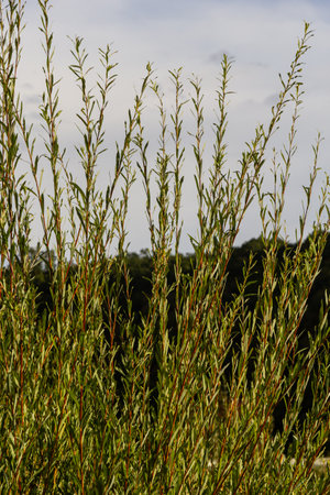Salix purpurea purple willow or osier is a species of Salix native to most of Europe. Purple willow...