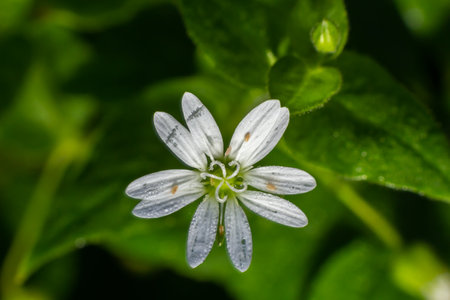 Myosoton aquaticum, plant with small white flower known as water chickweed or giant chickweed on green blurred background.の写真素材