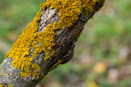 Orange lichen, Xanthoria parietina, growing on tree bark.の写真素材