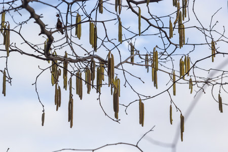 Common hazel Corylus avellana, in the spring blooms in the forest.