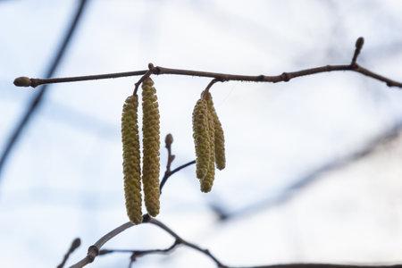 Common hazel Corylus avellana, in the spring blooms in the forest.の写真素材