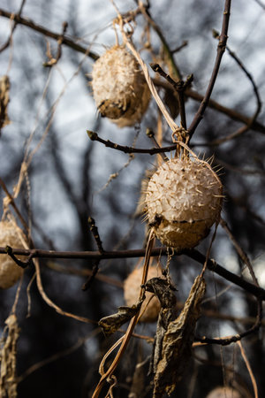 Dry spiny lobe Echinocystis lobata in winter. Dry fruits with seeds overwinter hanging on the branches of bushes.の写真素材