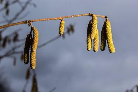 Common hazel Corylus avellana, in the spring blooms in the forest.の写真素材