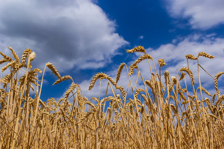 Field wheat in period harvest on background cloudy sky.の写真素材